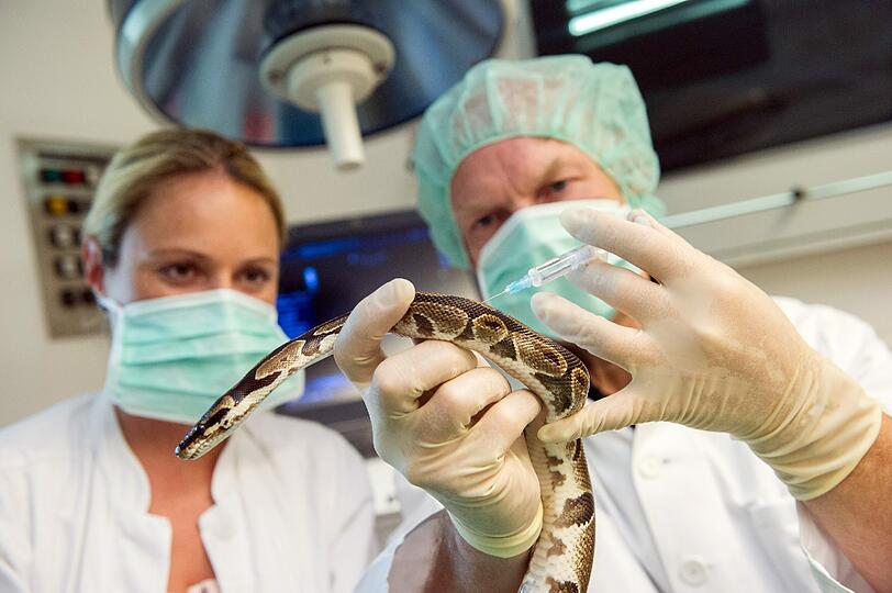 Tierarzt Rüdiger Korbel spritzt zusammen mit Tierpflegerin Miriam Mosinzer einen kranken Königspython.