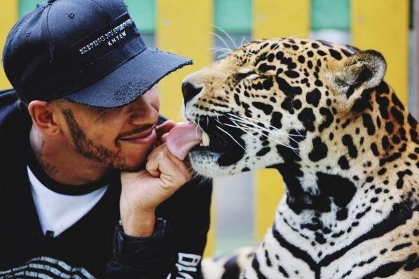 Formel1-Star Lewis Hamilton geht auf Tuchfühlung mit einem Jaguar.