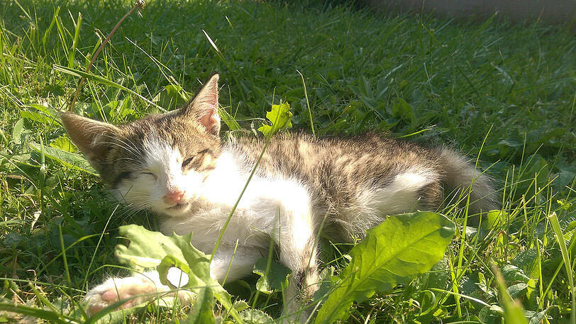 Die Katzen verwahrlosen auf dem Hof, etliche von ihnen waren von unzähligen Fliegenlarven übersät. Der Zustand einiger Tiere war so verheerend, dass sie eingeschläfert werden mussten.