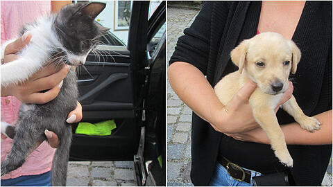 Diese beiden Tiere beschlagnahmte die Münchner Polizei, danach kamen sie ins Tierheim.