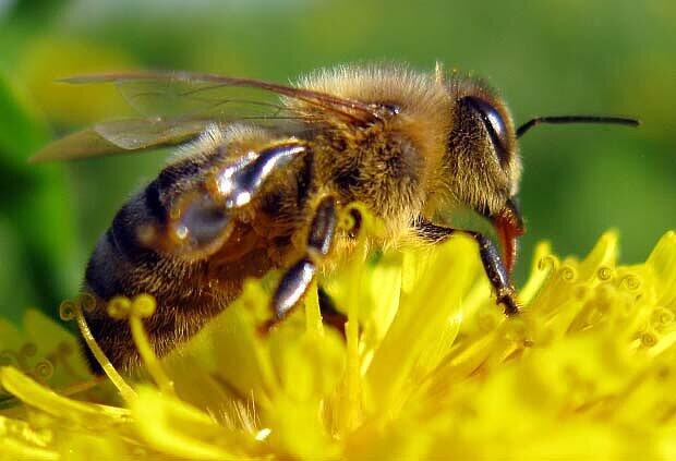 Berauscht von der Blüte: Betrunkene Bienen sind meist nicht mehr flugfähig. Finden Sie durch Glück dann nach Hause, werden Sie von den Wächterbienen nicht in den Stock gelassen weil sie sich komisch verhalten.