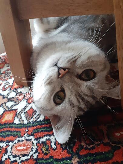 Balu