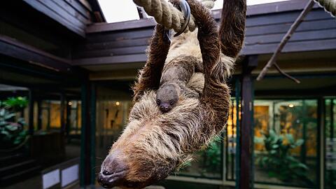 Auch damals hatte zuvor niemand die Schwangerschaft bemerkt.