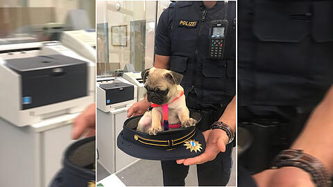 Die Polizei brachte den Mops nach dem Vorfall ins Tierheim.