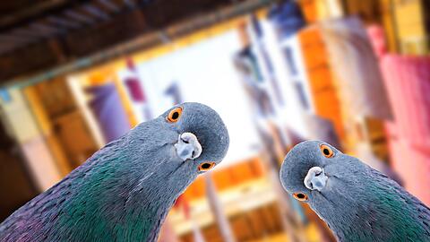 Tauben erkennen menschliche Gesichtsausdr&uuml;cke, sind Rechenk&uuml;nstler und verstehen einfache Rechtschreibregeln. Dass sie Krankheiten auf Menschen &uuml;bertragen, ist ein Mythos. Tats&auml;chlich leiden die Tiere vor allem unter Vernachl&auml;ssigung, seitdem der Mensch sie nicht mehr als n&uuml;tzlich ansieht.
