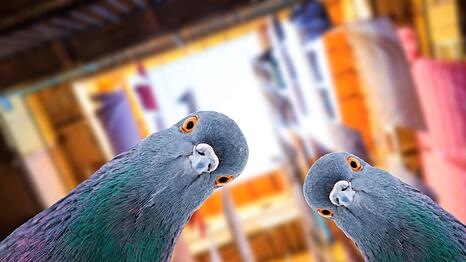 Tauben erkennen menschliche Gesichtsausdr&uuml;cke, sind Rechenk&uuml;nstler und verstehen einfache Rechtschreibregeln. Dass sie Krankheiten auf Menschen &uuml;bertragen, ist ein Mythos. Tats&auml;chlich leiden die Tiere vor allem unter Vernachl&auml;ssigung, seitdem der Mensch sie nicht mehr als n&uuml;tzlich ansieht.