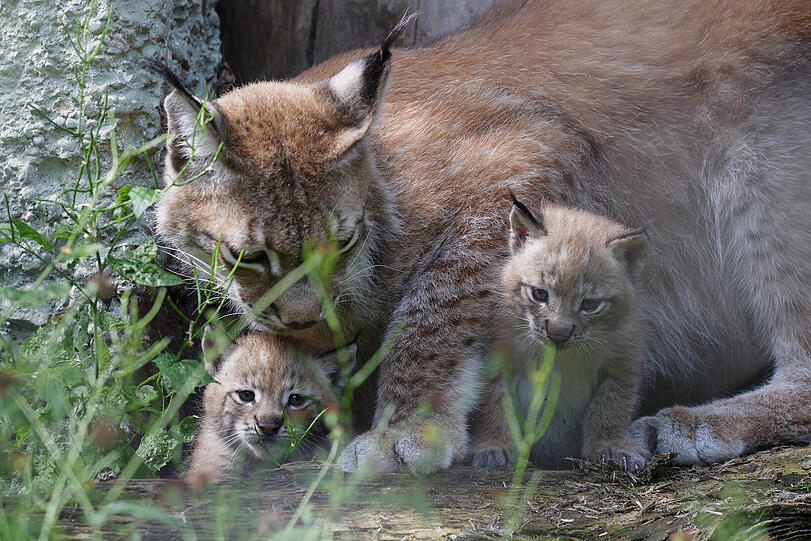 Mittlerweile ist der flauschige Luchsnachwuchs bereits zwei Monate alt...