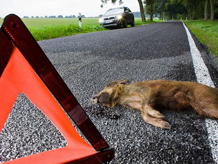 Ein Wildschwein liegt nach einem Zusammenprall mit einem Pkw tot auf einer Straße. Foto: Patrick Pleul/Archiv