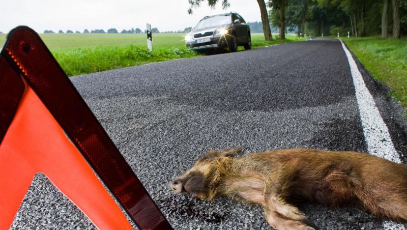Ein Wildschwein liegt nach einem Zusammenprall mit einem Pkw tot auf einer Straße. Foto: Patrick Pleul/Archiv Ein Wildschwein liegt nach einem Zusammenprall mit einem Pkw tot auf einer Straße. Foto: Patrick Pleul/Archiv