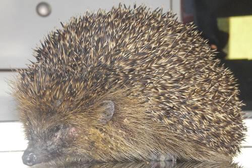 Erst fiel er in ein Dixi-Klo, dann wurde der kleine Igel von einem Feuerwehrmann gerettet.