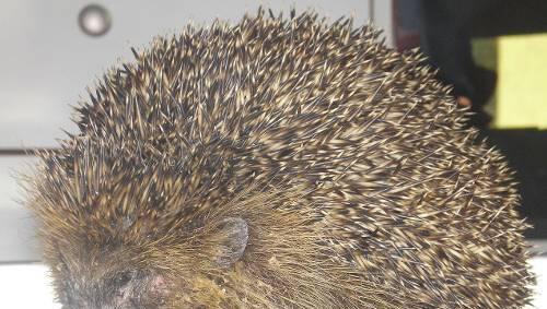 Erst fiel er in ein Dixi-Klo, dann wurde der kleine Igel von einem Feuerwehrmann gerettet. Erst fiel er in ein Dixi-Klo, dann wurde der kleine Igel von einem Feuerwehrmann gerettet.