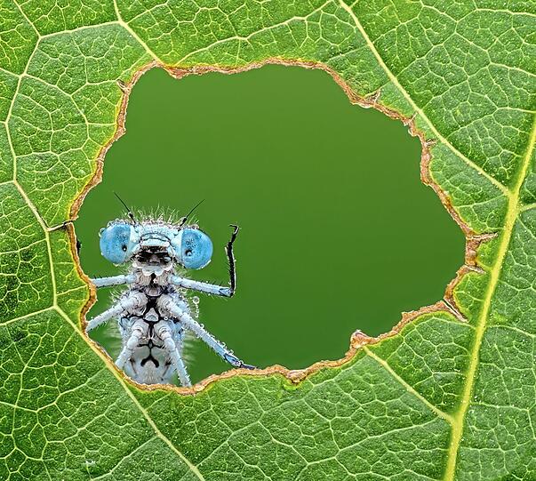 Das Fenster der Natur: Es schaut aus, als w&uuml;rde diese Libelle dem Fotografen freundlich zuwinken.