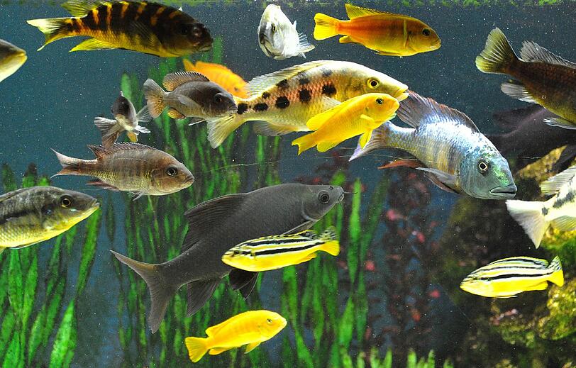 Die einzigen weiblichen Lebewesen in der Sauna sind die Zierfischweibchen, die stumm im Aquarium im Barbereich ihre Runden drehen.