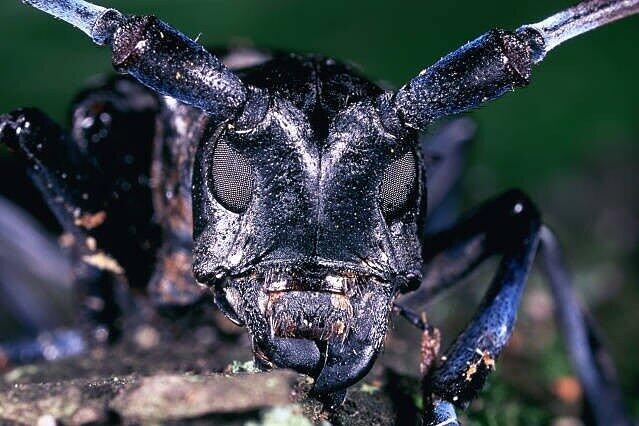 Der Asiatische Laubholzbockkäfer: Wo er einfällt, sind Bäume in Gefahr. Foto: ho