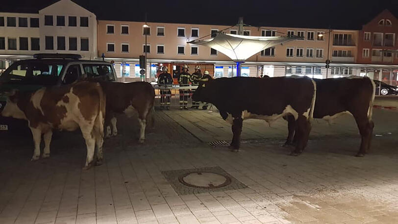 Die Kühe wurden eingefangen - zuvor hatten sie sich in der Innenstadt umgesehen