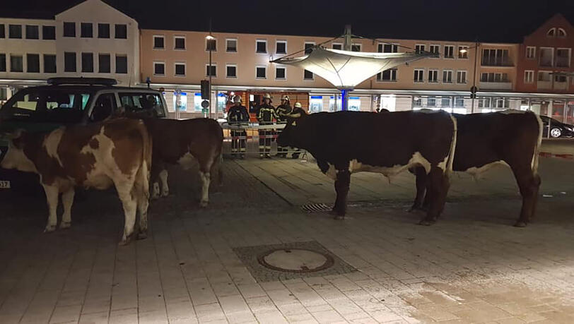 Die Kühe wurden eingefangen - zuvor hatten sie sich in der Innenstadt umgesehen Die Kühe wurden eingefangen - zuvor hatten sie sich in der Innenstadt umgesehen
