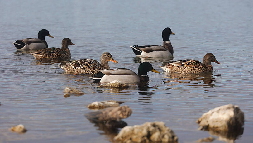 Eine unbekannte Täterin hat in Starnberg eine Ente zu Tode gesteinigt. (Symbolfoto)