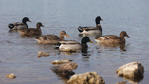 Eine unbekannte Täterin hat in Starnberg eine Ente zu Tode gesteinigt. (Symbolfoto)