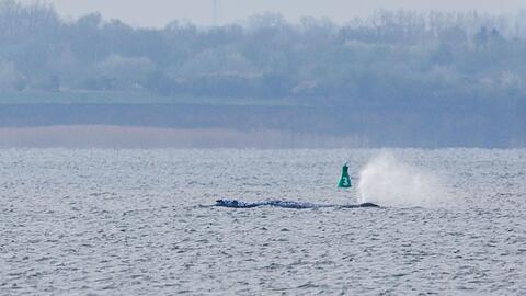 Der Buckelwal ist am fr&uuml;hen Morgen bei steigendem Wasserstand pl&ouml;tzlich von selbst losgeschwommen. Nach rund zwei Stunden stoppte er aber wieder. Am Abend war er wieder in Bewegung - und lag danach wieder ruhig im flachen Wasser.