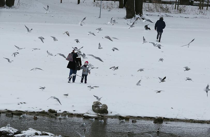 Ob&rsquo;s hier Futter gibt? Möwen an der Reichenbachbrücke.