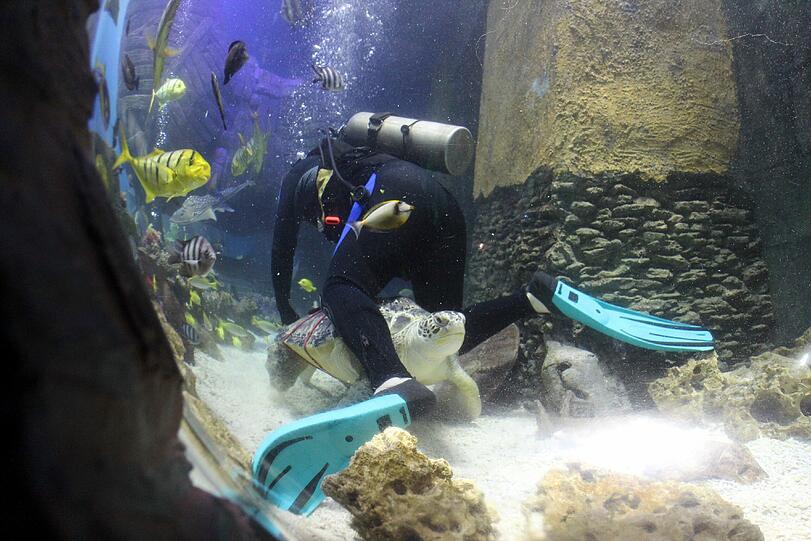 Im Sea Life im Olympiapark waren die Ostereier besonders schwer versteckt - nämlich in den Aquarien.