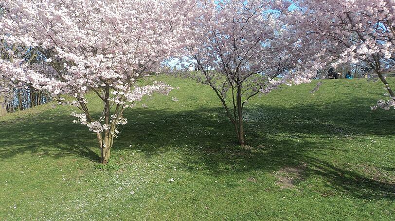 Kirschblüte im Olympiapark.