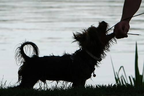 Gleich fünf solcher niedlichen Yorkshire-Terrier fuhr der Dieb davon.