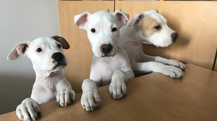 Die drei geschmuggelte Pitbull-Terrier.