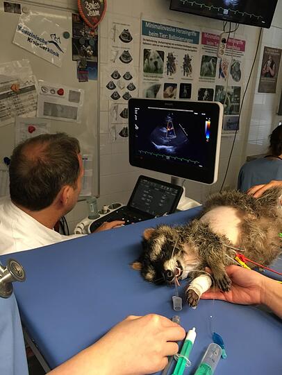 Weitere Bilder von Jacky und der ersten Herzschrittmacher-OP weltweit an einem Waschbären.