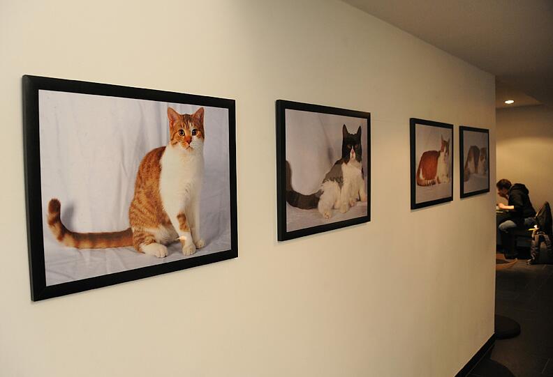 An der Wand hängen auch noch Bilder der Katzen. Wenn die Vierbeiner da mal nicht eitel werden...