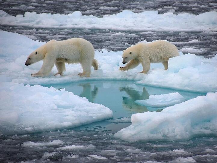 Eisbären gehen auf arktischem Meereis (undatierte Aufnahme).