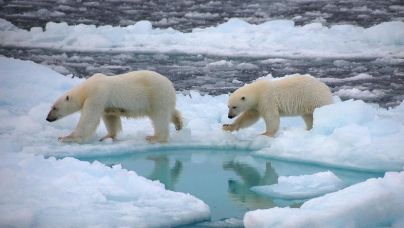 Eisbären gehen auf arktischem Meereis (undatierte Aufnahme). Eisbären gehen auf arktischem Meereis (undatierte Aufnahme).