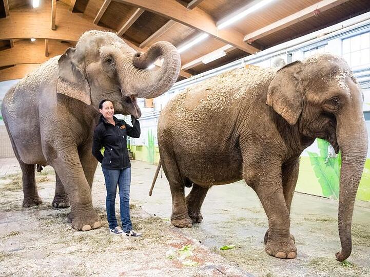 Jana-Mandana Lacey-Krone, Direktorin des Circus Krone, mit den Elefantenkühen Bara und Burma.