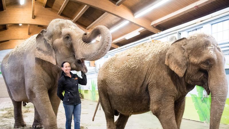 Jana-Mandana Lacey-Krone, Direktorin des Circus Krone, mit den Elefantenkühen Bara und Burma. Jana-Mandana Lacey-Krone, Direktorin des Circus Krone, mit den Elefantenkühen Bara und Burma.