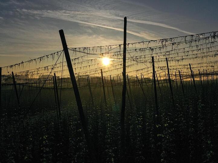 Die Sonne geht hinter einem Hopfenfeld auf. Foto: Felix Kästle/dpa/Archivbild