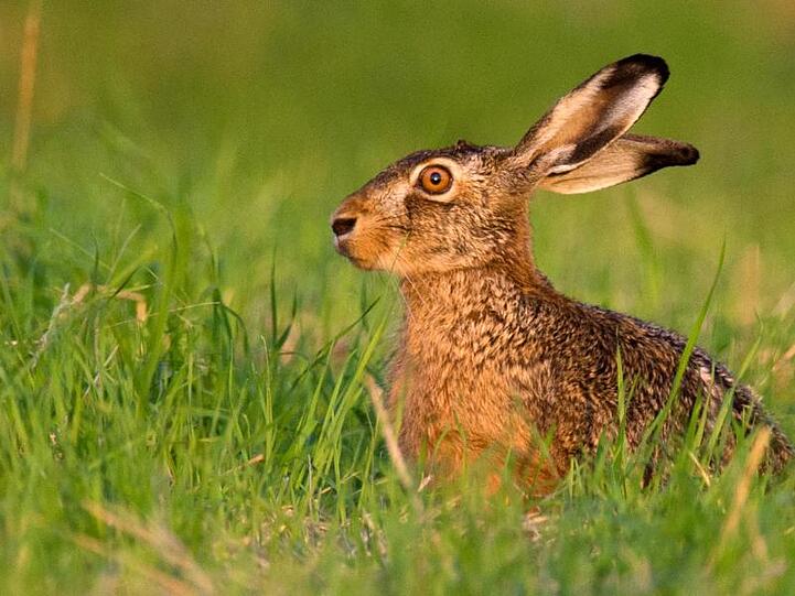 Ein Feldhase (Lepus europaeus) hockt im Licht der untergehenden Sonne auf einem Feld. Foto: Julian Stratenschulte/Archivbild