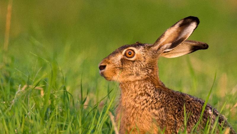 Ein Feldhase (Lepus europaeus) hockt im Licht der untergehenden Sonne auf einem Feld. Foto: Julian Stratenschulte/Archivbild Ein Feldhase (Lepus europaeus) hockt im Licht der untergehenden Sonne auf einem Feld. Foto: Julian Stratenschulte/Archivbild