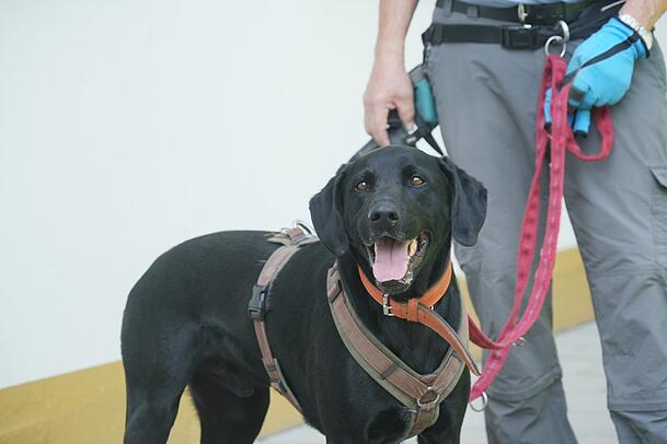 Jagdhundmischling Simba wartet schon seit sechs Jahren auf sein neues Zuhause. Wennrich hofft, dass er bald vermittelt wird. Jagdhundmischling Simba wartet schon seit sechs Jahren auf sein neues Zuhause. Wennrich hofft, dass er bald vermittelt wird.
