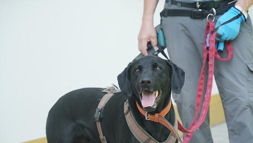 Jagdhundmischling Simba wartet schon seit sechs Jahren auf sein neues Zuhause. Wennrich hofft, dass er bald vermittelt wird. Jagdhundmischling Simba wartet schon seit sechs Jahren auf sein neues Zuhause. Wennrich hofft, dass er bald vermittelt wird.