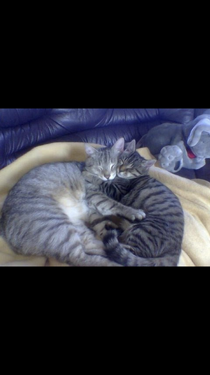 Kater Max und Moritz (EKH)