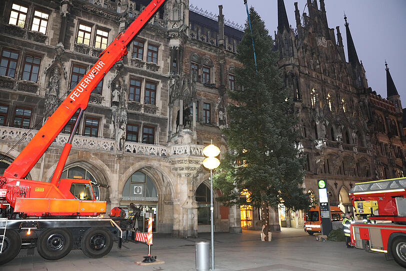 Der Christbaum wird in den nächsten Tagen geschmückt.