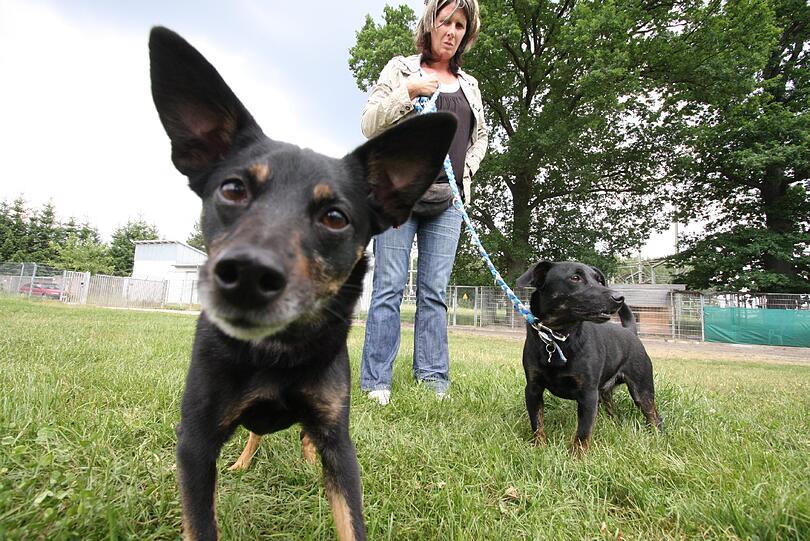 Die zwei kleinen aufgeweckten Kerlchen, die mit Tierheim-Vorstand Katja Wagner posieren sind "Heidi" (8-9 Jahre) und "Peter&ldquo; (5-6 Jahre). Das Dackel-Mix-Pärchen, höchstwahrscheinlich Mutter und Sohn, wurde mit einer einfachen Kordel am Tierheim angebunden.