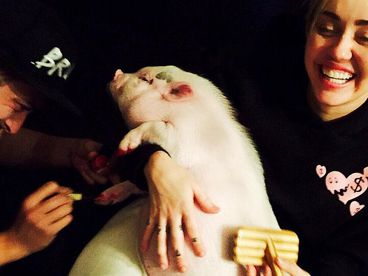 Miley Cyrus bürstet und lackiert ihrem Schwein die Nägel
