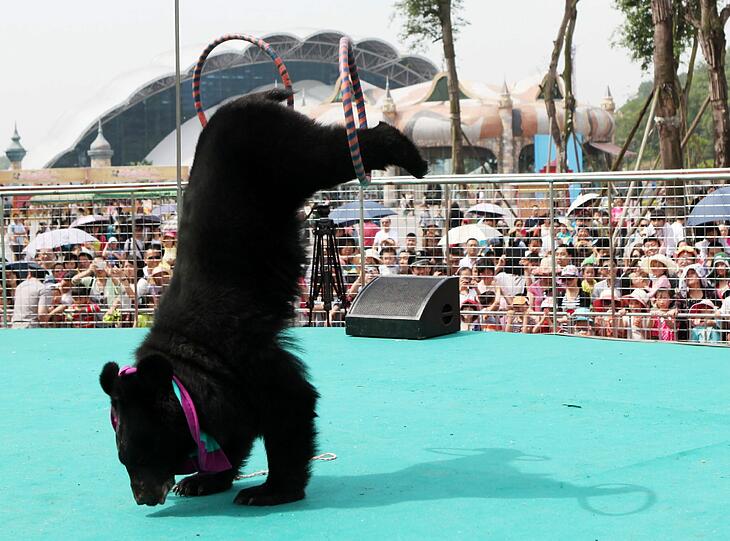 Ein Schwarzbär pariert in einem Tierpark in China.