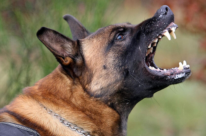 In Bayern gibt es mehr Bissverletzungen durch Hunde.