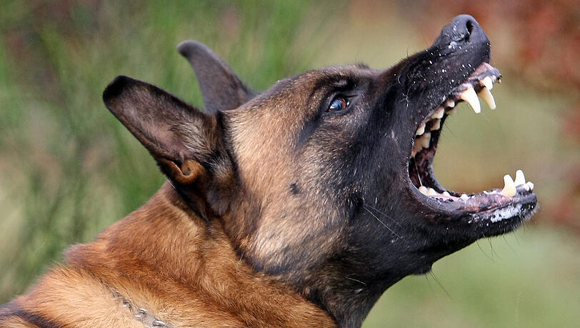 In Bayern gibt es mehr Bissverletzungen durch Hunde. In Bayern gibt es mehr Bissverletzungen durch Hunde.