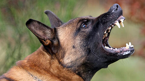 In Bayern gibt es mehr Bissverletzungen durch Hunde.