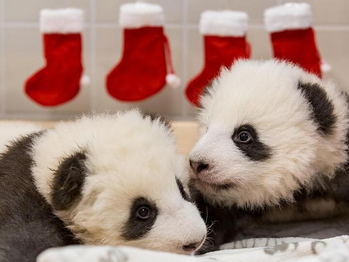 Die beiden Panda-Jungtiere aus dem Zoo Berlin. Im Hintergrund hängen Nikolaus-Socken.