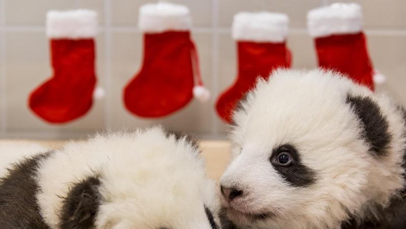Die beiden Panda-Jungtiere aus dem Zoo Berlin. Im Hintergrund hängen Nikolaus-Socken. Die beiden Panda-Jungtiere aus dem Zoo Berlin. Im Hintergrund hängen Nikolaus-Socken.