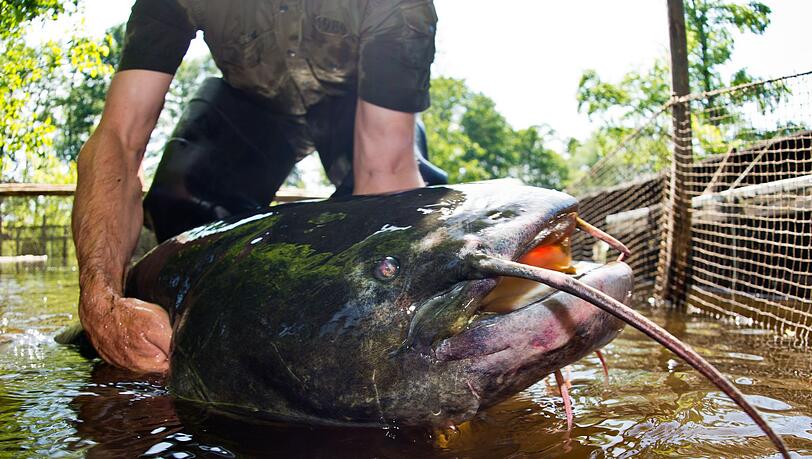 Die Ermittlungen wegen eines m&ouml;glichen Versto&szlig;es gegen das Tierschutzgesetz wurden eingestellt. (Symbolbild)